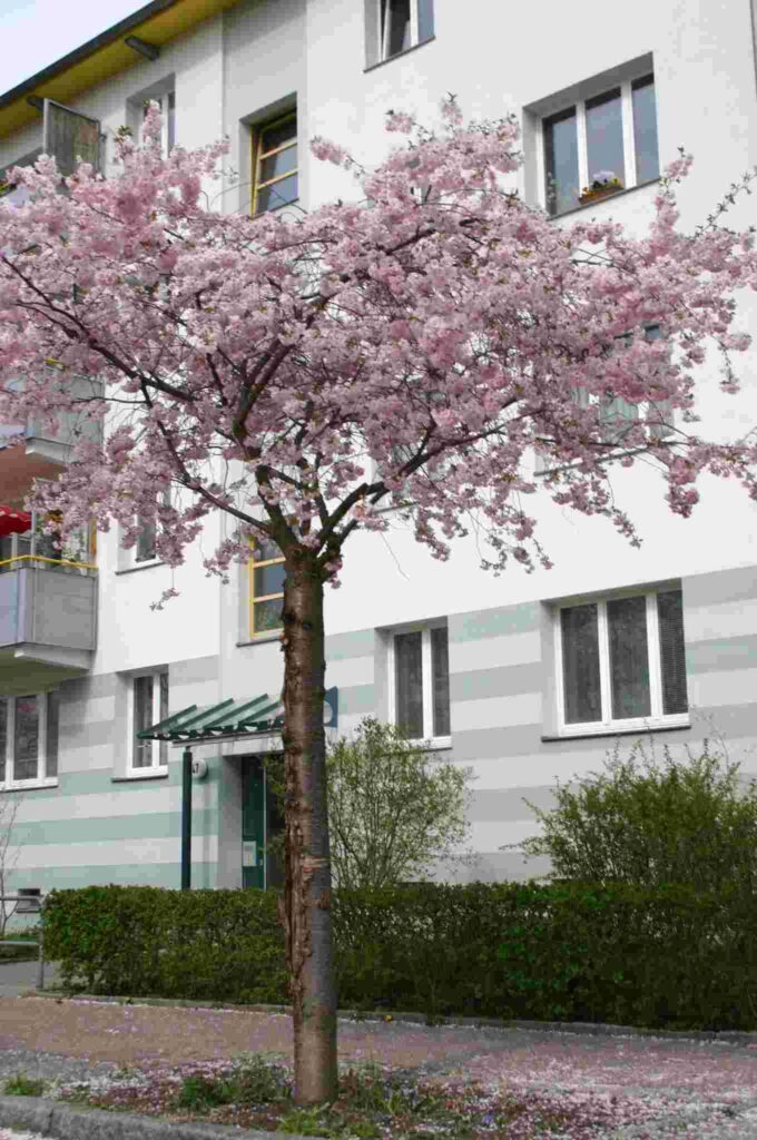 Gedenkzeichen zur Deutschen Einheit und japanische Kirschb&auml;ume (&copy; Bundesstiftung Aufarbeitung, fotografiert von Oliver Igel)